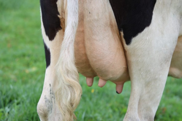Herd Health
