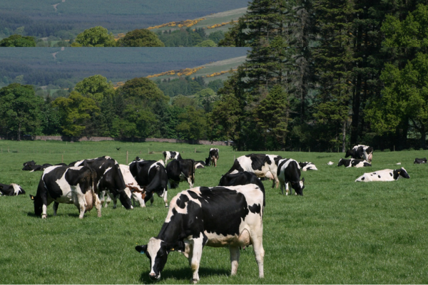 Dairy Herd Management