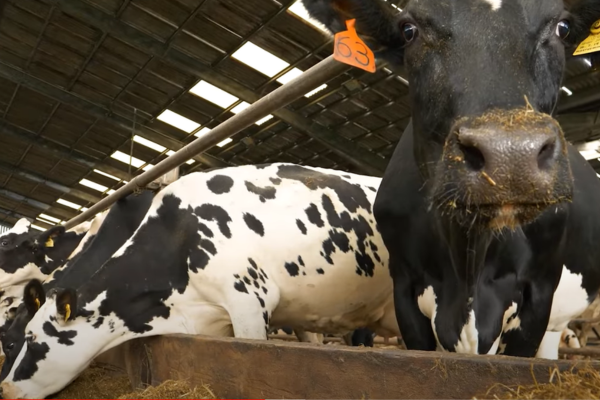 Dairy Herd Resilience
