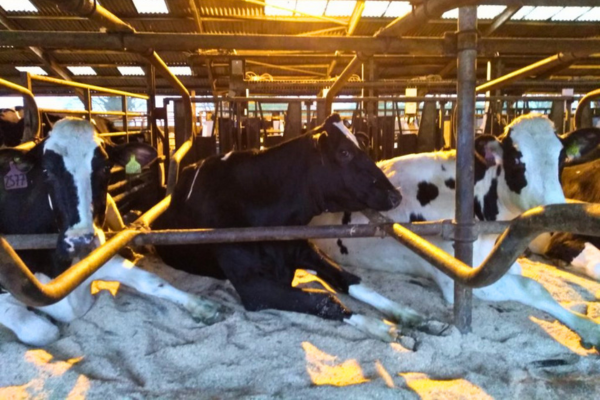 Housing and Cow Comfort