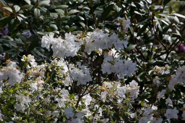 white-blossoms-abound-in-a-sunny-green-bush-2026-03-26-10-51-59-utc