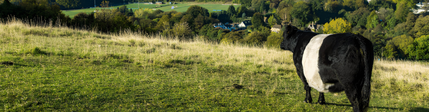 Diversification - Belted Galloway