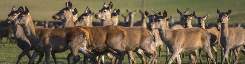 Diversification - Deer