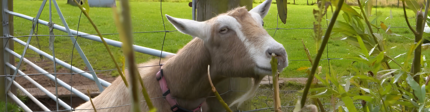 Diversification - Goats