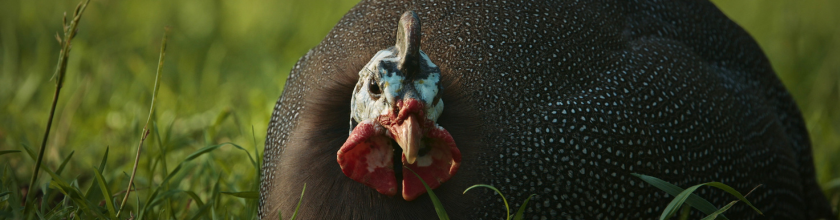 Diversification - Guinea Fowl