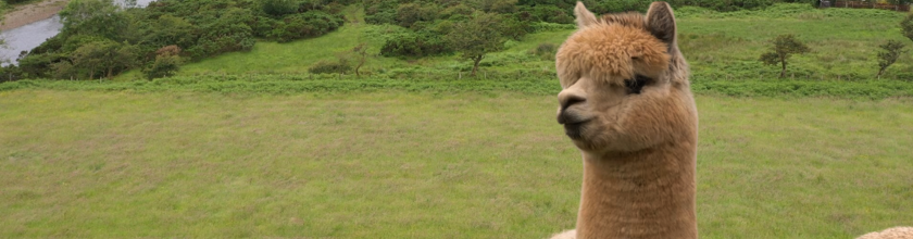 Diversification - Llamas