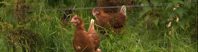 Diversification - Poultry