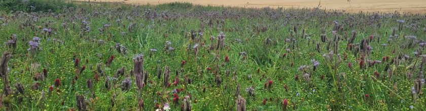 Green Manure
