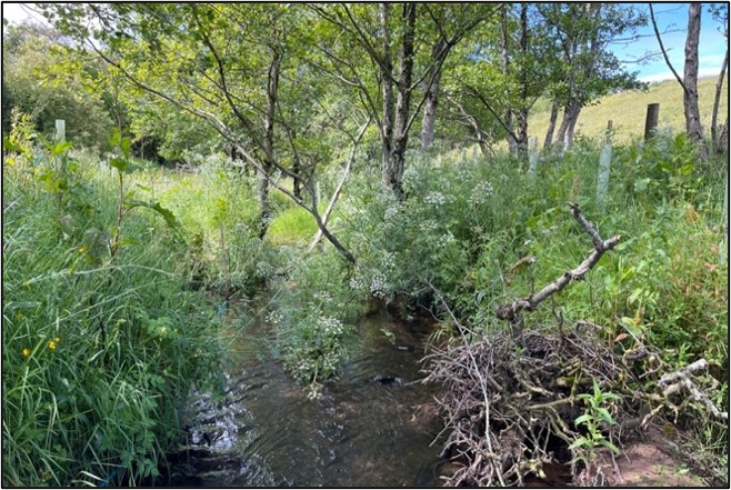 Image from Ayrshire Rivers Trust
