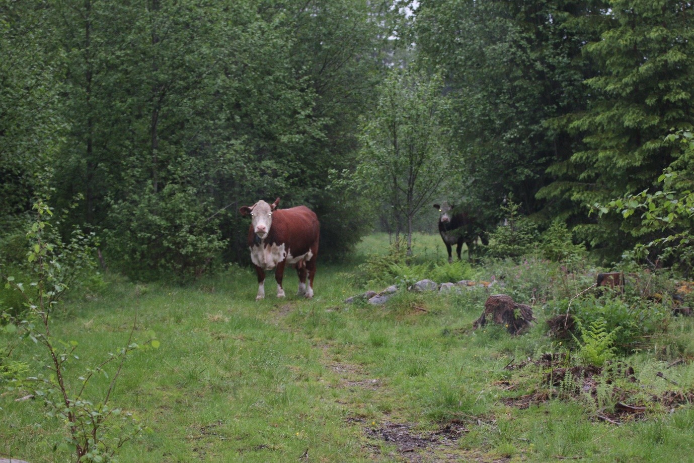 Cattle grazing with virutal fencing collars Norway