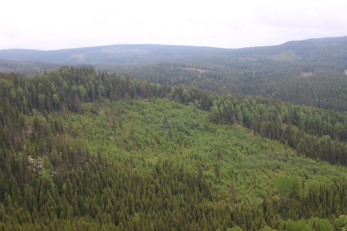 Clearfelled trees Norway