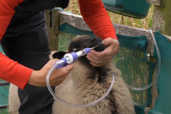 Dosing Sheep