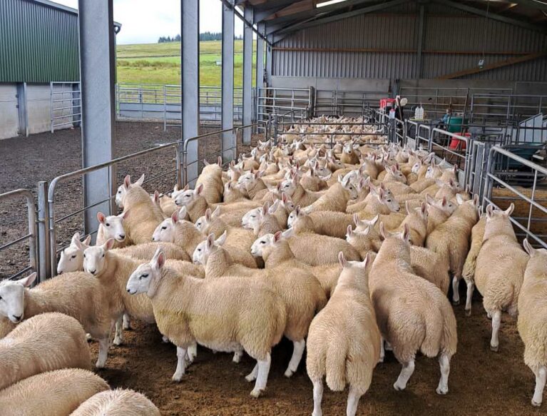 Gathering Pen 1 small
