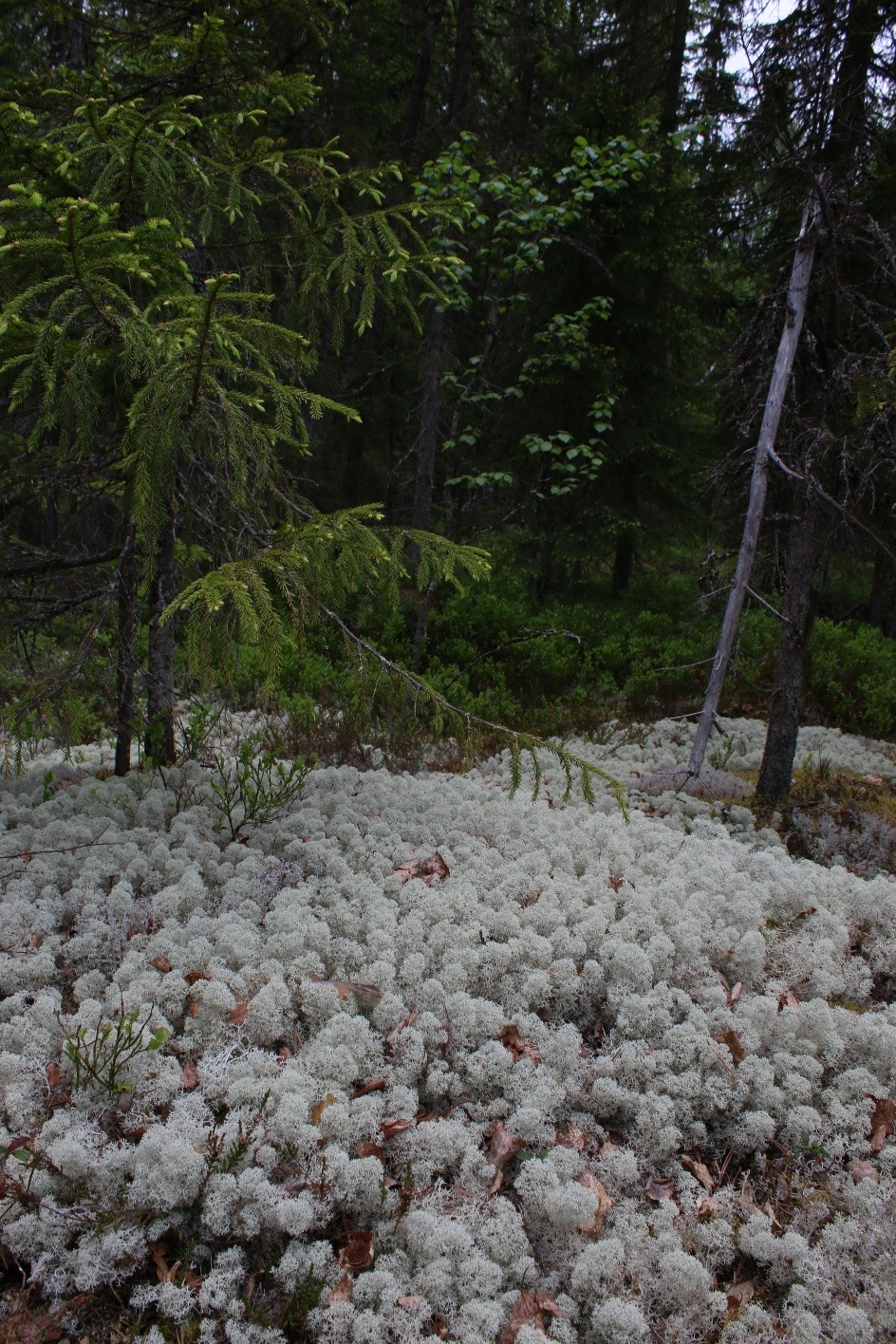 Lichens on forest floor