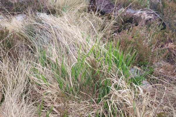 Molinia