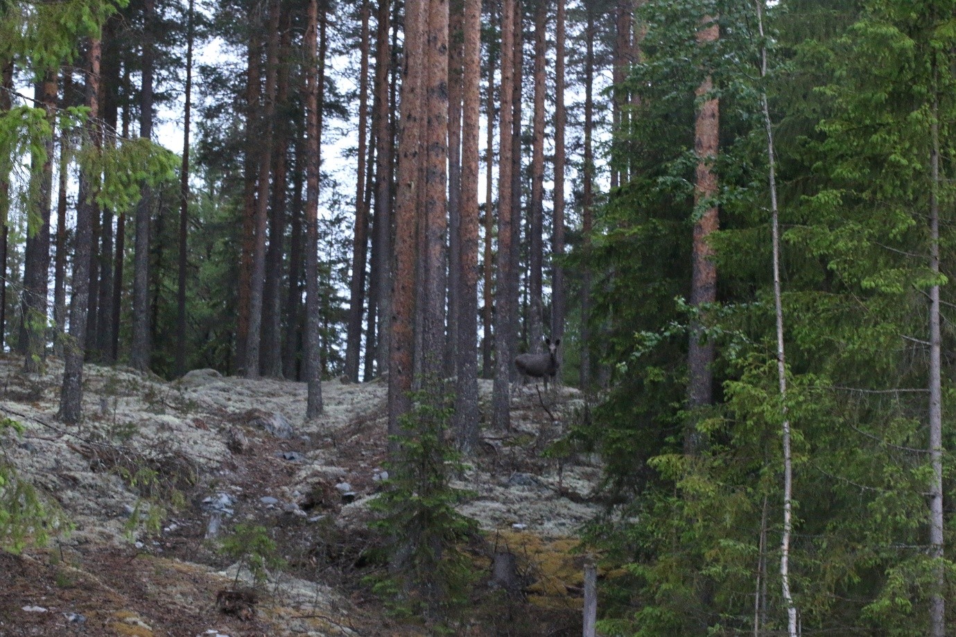 Moose within forestry area Norway