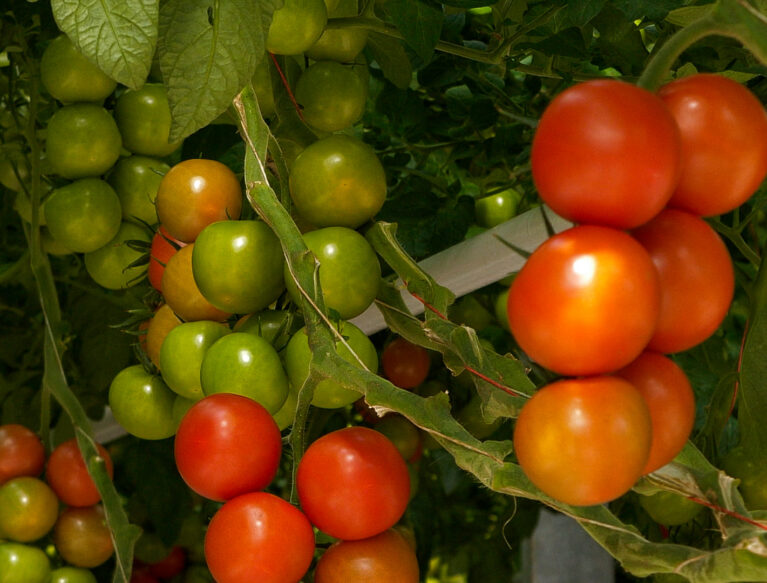 Net_Zero_Tomatoes_08