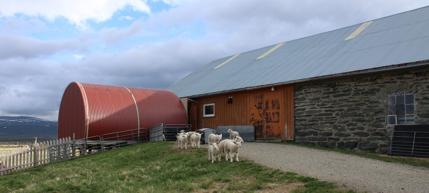 Norwegian white sheep