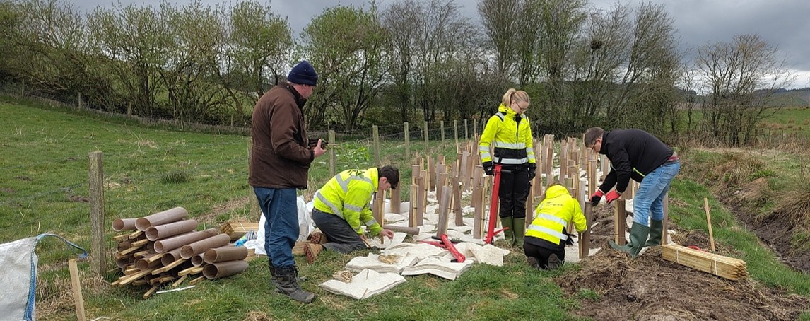 Planting trees with biowool mulch and tree protectors