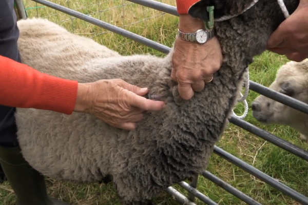 Sheep Injection Site (2)