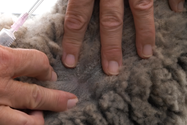 Sheep Injection Site