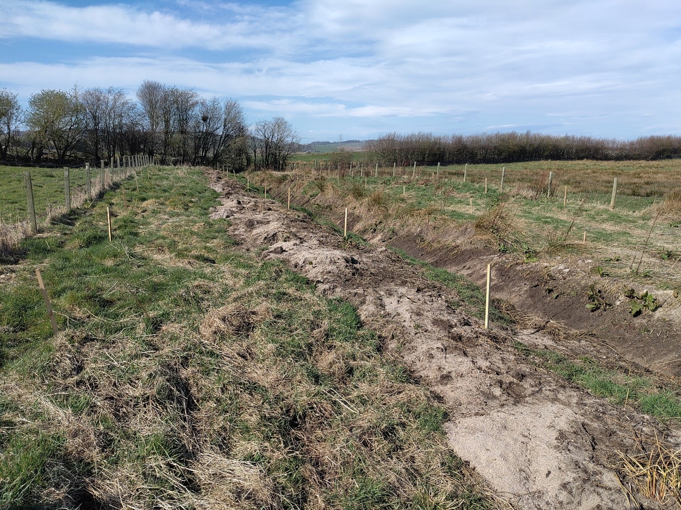 Site before tree planting