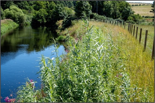 Image from Ayrshire Rivers Trust