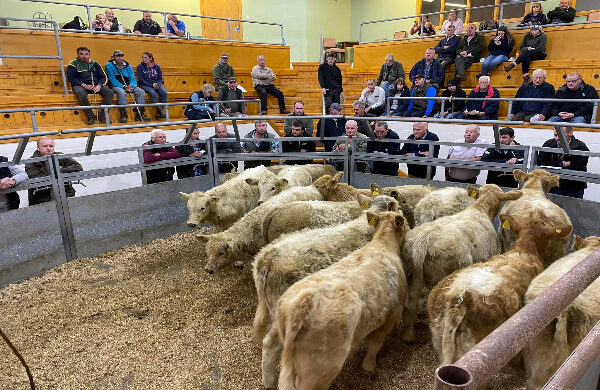Beef cattle at the market