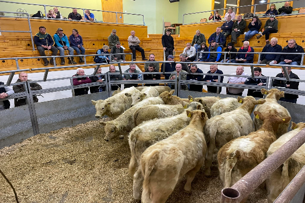 Beef cattle at the market