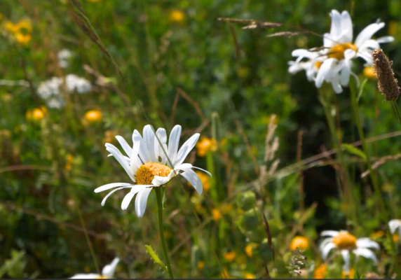Biodiversity App
