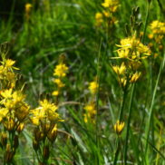 A close range photo of some Bog Asphodel plants in bloom. The flowers are yellow.