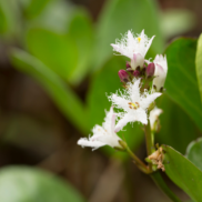 A close range photo os a bogbean plant with some of the green foliage in soft focus behind the white, star shaped flowers.