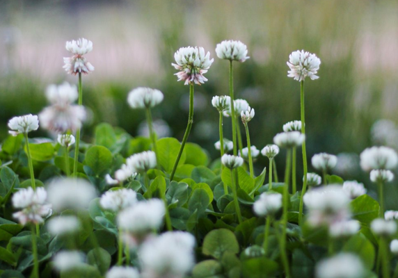 C&S April White Clover
