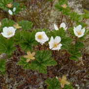 A close range photo of a cloudberry plant in bloom. It looks like a dwarf strawberry plant with white flowers similar to the strawberry.