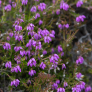 A close range photo of cross-leaved heath in flower. The flowers are purple in colour