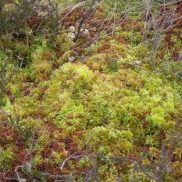 A close range photo of some Sphagnum moss