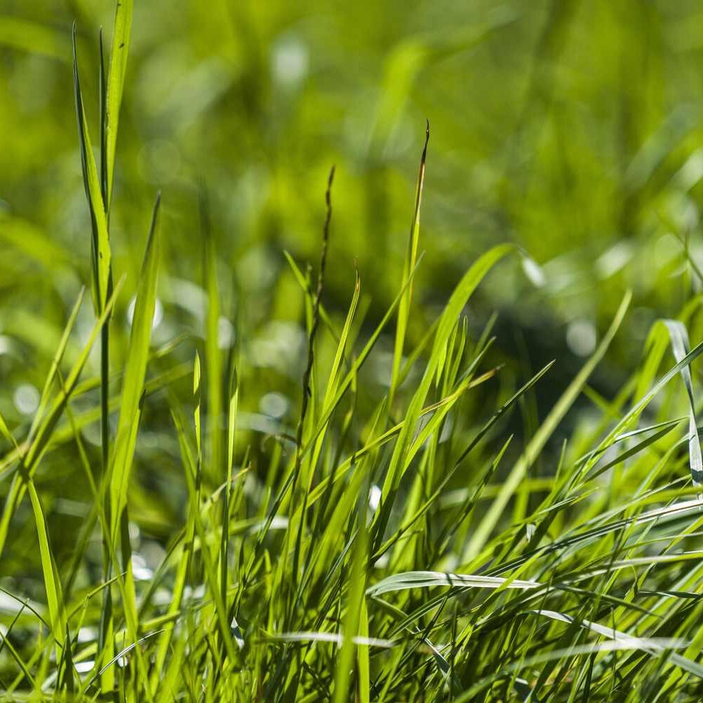 Close up of grass