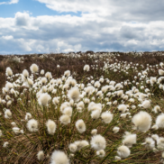 Hare-tailed cottongrass - the fluffy white tops are as far as the eye can see in the photo taken at the plant level.