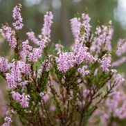 A close range photo of Ling heather - the heather flowers are a pink-lilac colour on spikey stems of green.