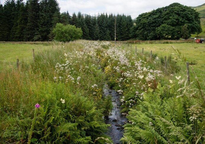Water vole sensitive management