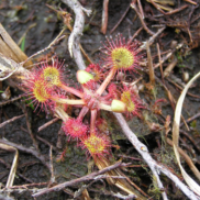 A sundew plant - a small plant with small stems stretching out from the centre and with spikey ball type flowers at the end.