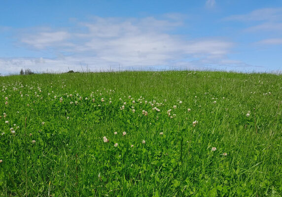 Field of grass and clover