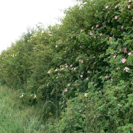hedgerow-flowers