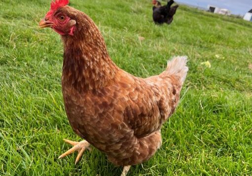 A hen in a field