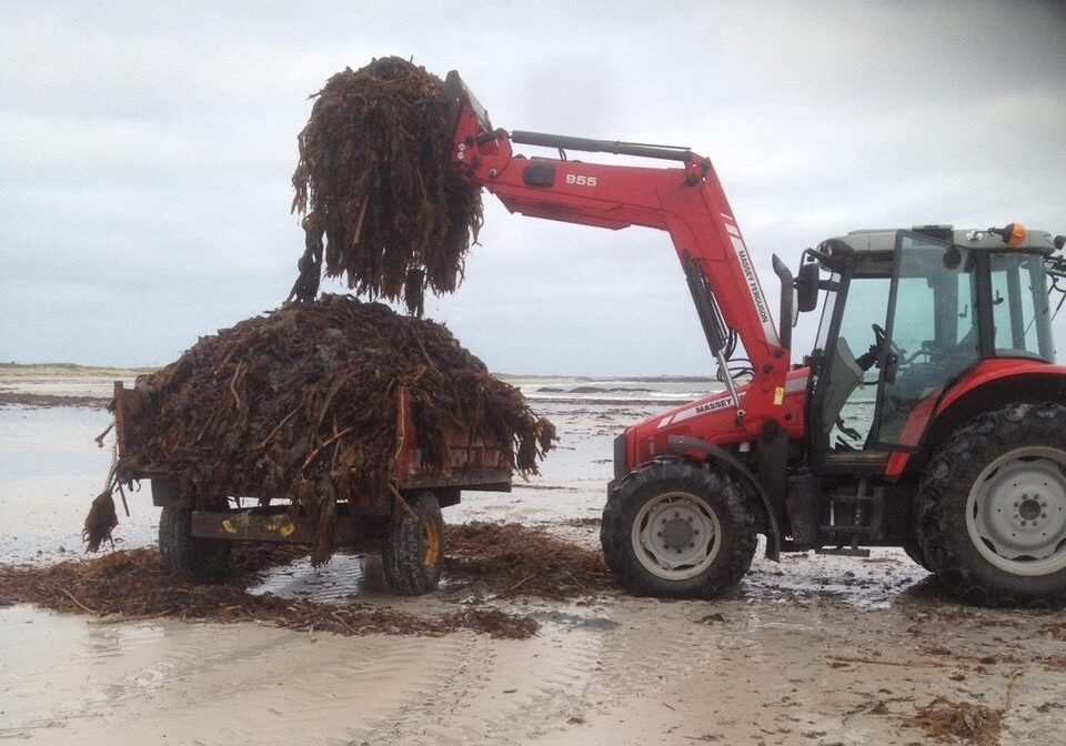 tractor moving seaweed on a beach