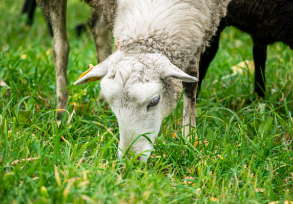 sheep grazing